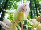 Nová krkonošská lokalita sklenobýlu u Kořenova. Tři kvetoucí rostliny u lesní cesty v bukovém opadu a nápadný květ nenápadné orchideje. Foto P. Čížková