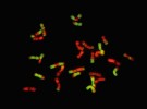Cytogenetická analýza amfiploidní odrůdy ′Elmet′ pocházející z křížení  jílku mnohokvětého s kostřavou luční odhalila četné výměny (vzniklé homeologními rekombinacemi) mezi genomem kostřavy (zelená barva) a jílku (červená). Foto D. Kopecký