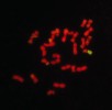 U introgresní odrůdy ′Bečva′, vzniklé křížením jílku mnohokvětého a kostřavy luční a následným zpětným křížením F1 hybrida s jílkem, došlo téměř k úplné  eliminaci kostřavové DNA (zelená barva) a obrovské převaze jílkové DNA (červená). Foto D. Kopecký