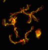 Promiskuitní párování (blíže v textu) chromozomů diploidního křížence kostřavy luční (zeleně) a jílku mnoho­květého (červeně) v profázi prvního meiotického dělení. Foto D. Kopecký