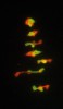 Promiskuitní párování (blíže v textu) chromozomů diploidního křížence kostřavy luční (zeleně) a jílku mnoho­květého (červeně) v metafázi prvního meiotického dělení. Foto D. Kopecký