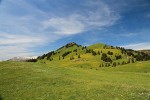 Typické místo výskytu tetraploidní kostřavy apeninské (F. apennina) ve Švýcarsku (Küblisbühlschwand). Foto D. Kopecký