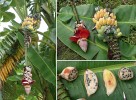 Planý diploidní banánovník Musa  balbisiana (vlevo) s detailem samčího pupenu a plodů vzniklých ze samičích květů (vpravo nahoře). Ve srovnání s pěstovanými jedlými typy  banánovníku jsou plody planých druhů plné semen (vpravo dole). Foto E. Hřibová