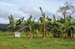 Matematické modely pro genomovou selekci se ověřují na tzv. trénovací populaci. Ve snaze zvýšit spolehlivost modelů jsou tyto populace vysazovány v různých oblastech lišících se klimatickými podmínkami – ve šlechtitelské stanici Mezinárodního ústavu tropického zemědělství (IITA) v Namulonge v centrální Ugandě. Foto E. Hřibová