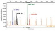 Analýza SSR profilů (Simple Sequence Repeats, blíže v textu) triploidního banánovníku pomocí programu  GeneMarker. Kapilární elektroforéza umožňuje rychlé a přesné určení  velikosti alel jednotlivých SSR markerů v počtech bází DNA. V jedné reakci lze simultánně analyzovat až čtyři různé SSR markery, značené různými  fluorochromy (modrý, žlutý –  v grafickém výstupu je znázorněn černě, zelený a červený). Pátým fluorochromem (oranžové píky) je odlišen standard,  který slouží k určení velikosti alel  SSR markerů. Orig. E. Hřibová