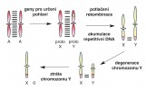 Fáze evoluce pohlavních chromozomů. Na počátku evoluce všech pohlavních chromozomů je pár autozomů (A). Na  jednom z chromozomů se selektuje oblast s několika geny pro určení pohlaví  (žlutozeleně). Aby se geny pro dané pohlaví u potomků nemíchaly, dochází v oblasti s těmito geny k zástavě rekombinace např. jednoduchou inverzí (otočením úseku) v rámci chromozomu. Vzniklá nerekombinující oblast může začít fungovat jako selekční nika pro další geny ovlivňující vývoj pohlaví. Mohou se sem dostávat třeba pomocí retrotranspozice, kdy retrotranspozony při pohybu  genomem přenesou, v podstatě omylem, i kousek okolní DNA, která může obsahovat geny. Kromě jiného je ale tato oblast náchylná k hromadění genetických chyb (degeneraci) v důsledku chybějících opravných procesů na bázi rekombinace. Ukazuje se, že některé druhy (včetně člověka) si zálohují důležité geny na chromo­zomu Y v mnoha kopiích a intrachromozomální rekombinací pak tyto geny, pokud jsou poškozené, opravují. S degenerací souvisí i množení repetitivní DNA v podobě různých satelitních sekvencí a retrotranspozonů. V této fázi evoluce  se chromozom Y zvětšuje. Po určitém  evolučním čase míra degenerace chromozomu Y natolik vzroste, že může dojít  ke ztrátě jeho části (částí) bez ovlivnění funkce celého systému. Začíná se zmenšovat a v poslední fázi jeho vývoje může dojít až k zániku a ztrátě. Orig. R. Hobza