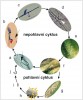 Životní cyklus Blumeria graminis. Nepohlavní cyklus: a – klíčící konidie  na povrchu listu, černá šipka označuje primární klíční vlákno (hyfu), které se vytvoří do zhruba hodiny po kontaktu s hostitelem; b – přibližně 15 hodin  po inokulaci vznikne apresoriální klíční vlákno (červená šipka), pronikne do hostitelské buňky a začne vytvářet haustoria pro příjem živin (modrá struktura);  c – spora tvoří další epifytické hyfy  (průhledné výběžky z původní spory) a rozvětvená haustoria (modré struktury); d – houba dále vytváří hustou síť haustorií (modré struktury) se sekundárními apresorii pro průnik do sousedních buněk (šipka označuje místo klíčení  spory); e – po třech až pěti dnech houba shromáždí dostatek zdrojů a začne  produkovat konidiofory, spory (konidie) uspořádané do řetízků buněk jsou po  dozrání z konců mechanicky odlamovány a unášeny větrem; f – v optimálních  podmínkách kolonie uvolní obrovské množství konidií – až 200 tisíc.  Pohlavní cyklus: g – na starých listech a na konci sezony po spojení samčích anteridií a samičích askogonií dochází ke karyogamii a splynutí haploidních jader za vzniku zygoty. Zygota vyrůstá v silno­stěnnou tmavě zbarvenou plodnici – chasmotecium (tmavé sférické útvary  na pozadí světlé micelární struktury tvořené pseudohyfami), v nichž meiotickým dělením vznikají vřecka s haploidními askosporami; h – ve vhodných podmínkách a za přítomnosti vody askospory do­zrávají a vřecka jsou uvolněna; i – volná vřecka trousí zralé haploidní askospory (j) pro zahájení nového nepohlavního cyklu. Obr. b, c, d: červené sférické útvary jsou jádra hostitelských buněk barvená feulge­novým barvivem. Modré vláknité útvary jsou hyfy patogenu obarvené trypanovou modří. Snímky: B. Islamov (a–d),  H. Vanžurová (e, f), E. Janáková (g)  a M. Valárik (h–j)
