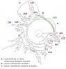 Fylogenetický strom Blumeria graminis  f. sp. hordei (Bgh) sestavený na základě 33 polymorfismů (ISBP, SSR, SNP; blíže v textu). Izolát B. graminis f. sp. tritici (Bgt258) zobrazený červeně byl použit jako outgroup – vzdálený příbuzný, pomocí něhož lze určit kořen/počátek fylogenetického stromu. Izoláty původem z Austrálie jsou označeny zeleně, z celosvětové sbírky fialovou barvou a kódem země původu (CHN – Čína, CZE – Česká republika, ISR – Izrael, JPN – Japonsko, URY – Uruguay, ZAF – Jihoafrická republika). Černě sběry  z České republiky v sezoně 2012.  Australské vzorky byly rozčleněny do tří skupin. Skupina A reprezentuje pravděpodobně jeden izolát rozšířený ve všech australských oblastech pěstování ječmene. Haplotyp B je blízce příbuzný k A,  ale zachycený pouze v jihovýchodních teritoriích. Skupina C zahrnuje rozmanitou směs zachycenou pouze na pobřeží v blízkosti přístavů. Izoláty této skupiny jsou příbuzné se světovou populací a mohou pocházet z nedávného importu ze zahraničí. Izoláty reprezentující  rozmanitost celého světa byly překvapivě víceméně rovnoměrně promíchány  s českými, což naznačuje obrovskou míru  diverzity českých izolátů. Jedinou  výjimkou je vzorek 1044 z Japonska, starý téměř 60 let. Dále na rozdíl od australských izolátů ty české neobsahují žádný zjištěný na všech lokalitách ČR. Orig. M. Valárik