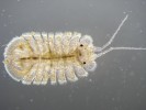 Stejnonožec Jaera istri, velikost  druhu 2,5–3 mm. Labe, Děčín. Foto J. Špaček