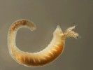 Mnohoštětinatý červ Hypania invalida, délka těla do 33 mm. Labe,  Lovosice. Foto J. Špaček