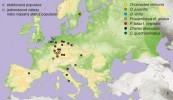 Mapa výskytu nově introdukovaných druhů raků v Evropě. Lze předpokládat, že zejména v případě raka mramorovaného (Procambarus fallax f. virginalis) bude ve skutečnosti lokalit více a že budou přibývat i ojedinělé nálezy dalších akvarijních druhů. Orig. A. Kouba a A. Petrusek