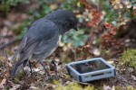 Lejsčík dlouhonohý (Petroica australis longipes) je velmi zvídavý –  tento hledí na svůj odraz v displeji  mobilního telefonu. Foto J. Sullivan,  s laskavým svolením autora