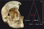 Lebka ženy ze Zlatého koně.  Foto M. Jantač.  Vpravo schematické znázornění odvozených genetických vztahů. Genom jedince Zlatý kůň se odděluje po mísení  s neandertálci, avšak předtím, než se  od sebe oddělily evropské a asijské populace (délka větví není v měřítku).  Orig. C. Posth