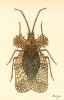 Síťnatka Ammianus mussolinii je krásným, ale jen málo známým druhem z hor Etiopie. Od svého popisu v r. 1939 byla ve vědecké literatuře zmíněna patrně jen třikrát. Orig. C. Mancini (1939)