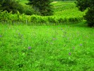 Sušší mezofilní louka s porostem  chrpy čekánku (Centaurea scabiosa) a chrpy luční (C. jacea). Na tomto typu  stanoviště roste  asi polovina našich  druhů chrp.  Snímek z lokality u Hustopečí  na jižní Moravě. Foto P. Koutecký