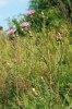 Chrpa latnatá (neboli chrpa porýnská – C. stoebe) s mnoha úbory v latovitém květenství, drobnými přívěsky  a členěnými listy. Foto L. Ekr