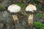 Palečka Hollósova (Tulostoma pulchellum) je důkazem, že vzácné houby můžeme hledat i na velmi suchých místech s xerotermní vegetací. Foto M. Kříž