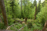 Důležitým faktorem pestrosti vývojových stadií pralesa jsou větrné disturbance. NPR Šrámková (2012). Foto M. Korňan