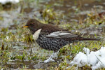 Samec kosa horského (Turdus torquatus). Foto S. Harvančík