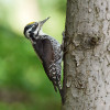 Samec datlíka tříprstého (Picoides  tridactylus) na jedli bělokoré (Abies alba). Jde o zástupce boreomontánních druhů, v Západních Karpatech obývá především přirozené a přírodní jehličnaté a smíšené lesy. Hlavní areál má v biomu tajgy. Významně preferuje sběr potravy na jehličnatých stromech a můžeme ho považovat za potravního specialistu.  Foto S. Harvančík