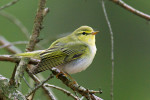 Samec budníčka lesního (Phyllo­scopus sibilatrix). Foto S. Harvančík