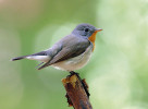 Samec lejska malého (Ficedula parva). Foto S. Harvančík