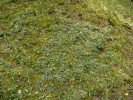 Porost sterilního kociánku dvoudomého (Antennaria dioica) v Kovářské v Krušných horách na od - valu bývalého malého vápencového lomu. Foto J. Brabec