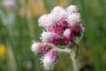 Samičí květenství – patrné jsou dlouhé blizny, které vyčnívají z úborů. Foto z archivu ZO ČSOP Hořepník 