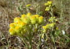 Smil písečný (Helichrysum arenarium), také z čeledi hvězdnicovitých (Asteraceae). Jakkoli se to zdá až úsměvné, byl s ním kociánek v lidovém léčitelství zaměňován. Foto H. Jeřábková