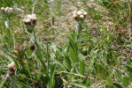 Kociánek karpatský (Antennaria carpatica) ve Vyšném Kopském sedle v Belianských Tatrách na Slovensku. Foto L. Hrouda 