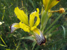 Květ kosatce různobarvého (Iris variegata), vzácného lesostepního druhu jižní a střední Moravy. Soutok Moravy a Dyje. Foto P. Kúr