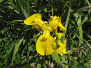 Květ mokřadního kosatce žlutého (Iris pseudacorus) – u nás nejběžnějšího druhu kosatce. Soutok Moravy a Dyje. Foto P. Kúr