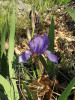 Na skalních stepích středních a severozápadních Čech roste kosatec bezlistý (Iris aphylla). CHKO Kokořínsko. Foto P. Kúr