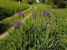 Kosatec krvavý (Iris sanguinea), celkový habitus. Rzy (okres Náchod). Foto P. Kúr