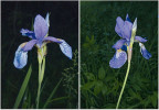 Květ kosatce sibiřského (Iris sibirica,vlevo) a k. krvavého (Iris sanguinea, vpravo) – rozdíly popsány v textu (a také na str. 72). Foto P. Kúr