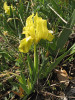 Žlutá forma kosatce nízkého (Iris pumila), jehož květy v dubnu zdobí stepní stráně chráněné krajinné oblasti Pálava. Svatý kopeček, Mikulov. Foto P. Kúr
