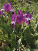 Fialová forma kosatce nízkého (Iris pumila), jehož květy v dubnu zdobí stepní stráně chráněné krajinné oblasti Pálava. Svatý kopeček, Mikulov. Foto P. Kúr