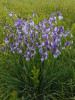 Celkový habitus kosatce sibiřského (Iris sibirica) – rostliny roku. Mnichov, okres Strakonice. Foto P. Kúr