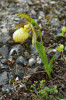 Ojedinělý exemplář střevíčníku Cypripedium farreri na strmé vápencové suti. Přírodní rezervace Wang-lang  v čínské provincii S’-čchuan (Sečuán). Foto P. Bednář