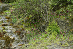 Bohatá lokalita střevíčníku tibetského se 126 květy na břehu příležitostného potoka. Chuang-lung. Foto P. Bednář