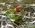 Střevíčník Cypripedium bardolphianum  na přechodně  zatopeném stanovišti na okraji potoka. Národní park  Chuang-lung,  S’-čchuan, Čína. Snímek dokládá  schopnost tohoto druhu zůstat omezenou dobu pod vodou. Foto P. Bednář