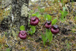 Skupina Cypripedium calcicolum v chudém bylinném patře s nízkou pokryvností bylin. Střevíčníky obvykle vyhledávají místa s vysokým stínem stromového,  případně keřového patra a vyhýbají se v bylinném patře porostům jiných bylin. Wang-lang. Foto P. Bednář