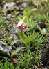 Zarůstající suťový svah se střevíčníkem Cypripedium guttatum. Tento druh vytváří často velké porosty v celém areálu. Wang-lang. Foto P. Bednář