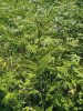 Odkvetlá rostlina Cypripedium henryi v bohatém porostu bylin je snadno přehlédnutelná. Rokle Tan-jün. Snímek vypovídá i o kompetičních schopnostech druhu. Foto P. Bednář