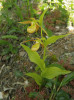 Na svahu v Šen-sien-cch’ jsme našli dospělou rostlinu Cypripedium shanxiense,  vzácnějšího druhu oblasti. Foto P. Bednář