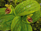 Květní stvol, květ a skvrnité listy Cypripedium sichuanense. Rokle Tan-jün. Foto P. Bednář