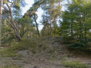 Stadium staré kolem 200 let na  dunách v Nizozemsku zejména s účastí  borovice lesní (Pinus sylvestris) a buku  lesního (Fagus sylvatica). V podrostu  jsou časté šicha černá (Empetrum nigrum),  brusnice borůvka (Vaccinium myrtillus)  a metlička křivolaká (Avenella flexuosa). Foto K. Prach