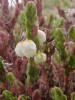 Kasiope čtyřhranná (Cassiope tetragona).  Foto K. Prach