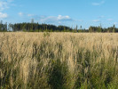 Třtina křovištní (Calamagrostis epigejos) je v současné době nejexpanzivnějším  druhem naší flóry. V různých typech  sukcese se uplatňuje velmi často. Foto K. Prach 