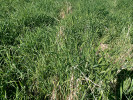  Chrastice rákosovitá (Phalaris arundinacea) a kopřiva dvoudomá (Urtica   dioica) často dominují dlouhodobě   nekoseným a eutrofizovaným vlhkým  loukám hlavně v potočních a říčních  nivách. S dominantní kopřivou   se setkáme na zanedbaných loukách   i na mezických stanovištích.   Foto K. Prach 